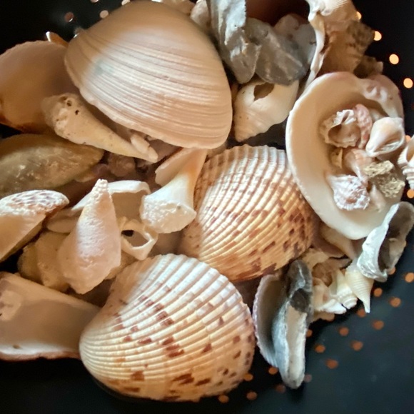 SANIBEL Shells (collected) Mixed Lots For Crafts - Picture 7 of 8